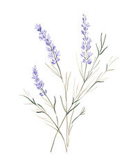 Fototapeta premium Lavender, Hand drawn wedding card