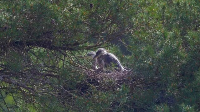 pair of fluffy grey heron chicks in tree top heronry nest, one preening