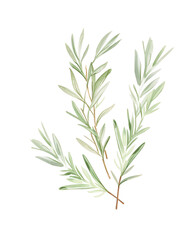 Fototapeta premium Rosemary, Hand drawn wedding card