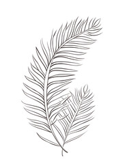 Obraz premium Sago palm, Hand drawn wedding card