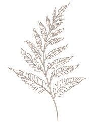 Sword fern, Hand drawn wedding card