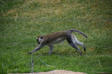 squirrel in the zoo