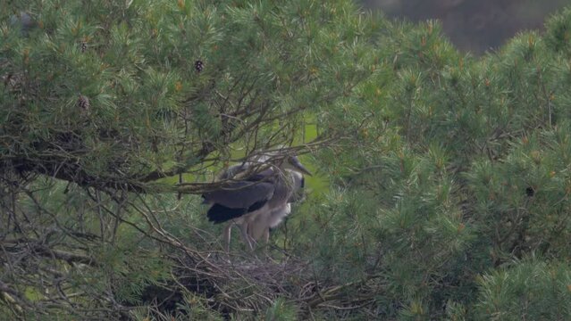 pair of herons standing in tree top heronry nest, preening and moving around, sunshine