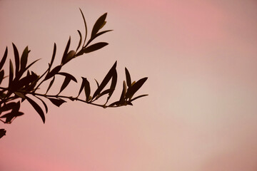 Close up branch of leaves on sunset pink sky background.
