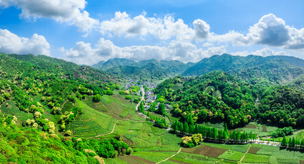 Aerial view of green tea plantation and mountains nature landscape in Hangzhou. green nature landscape in spring. Panoramic view.