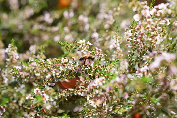 bee on small flowers