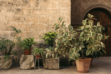 Old courtyard with with potted plants. Variegated Ficus elastica, Philodendron, Chlorophytum in...