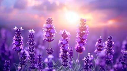 Scenic view of vibrant lavender field in france illuminated by the golden hour sunset glow