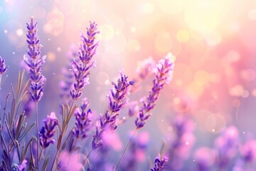 Fototapeta premium Picturesque sunset illuminating a vibrant field of blooming french lavender flowers