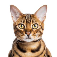 A close up photo of a bengal cat with big green eyes staring at the camera.