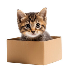 A cute kitten sitting in a cardboard box