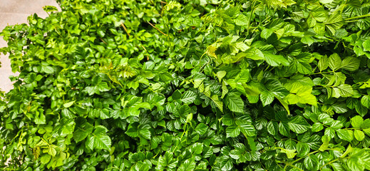 Green leaves detailed garden background 