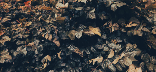 Green leaves detailed garden background 