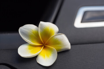 Plumeria flower in full bloom resting on the interior of a car. The flower white petals with yellow centers contrast beautifully against the dark upholstery cars add to aesthetic appeal of the image