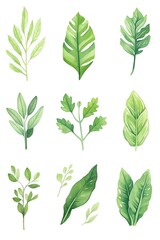 A collection of vibrant green leaves, each with distinct shapes and textures, neatly arranged and photographed against a white background, highlighting their natural details and colors. cartoon drawin