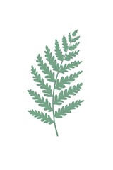 A delicate fern leaf with intricate patterns and a deep green color, laid out flat against a white background to focus on its delicate structure and natural beauty. cartoon drawing, water color style,