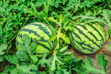 Fresh watermelon fruit in watermelon fields. Ripe watermelon in plantation.
