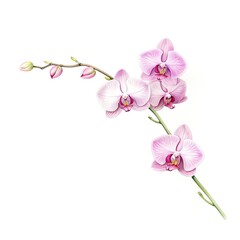 Craft a traditional watercolor painting of a low-angle view orchid, infusing it with a dreamy quality and a touch of mystery, evoking a sense of enchantment. cartoon drawing, water color style,
