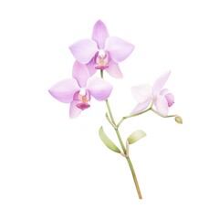 Craft a traditional watercolor painting of a low-angle view orchid, infusing it with a dreamy quality and a touch of mystery, evoking a sense of enchantment. cartoon drawing, water color style,