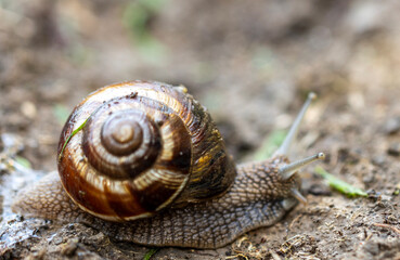 Snail on the ground with a brown shell with a visible spiral pattern. The snail’s body is partially extended from its shell, and it appears to be moving across a damp patch of soil.