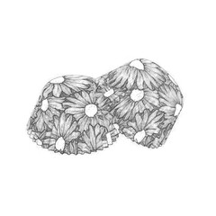 White paper baking forms for muffins and cupcakes with daisy flo. Hand drawn pencil sketch illustration