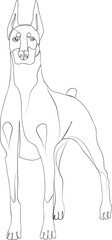 One line doodle, drawn portrait of a Doberman dog.