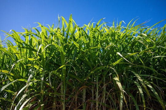 sugarcane sugar cane farm plantation, harvest agriculture food production, Queensland Australia, natural sweet nutrition energy diet intake