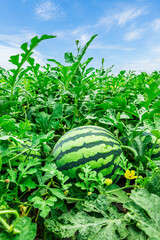 Fresh watermelon fruit in watermelon fields. Ripe watermelon in plantation.