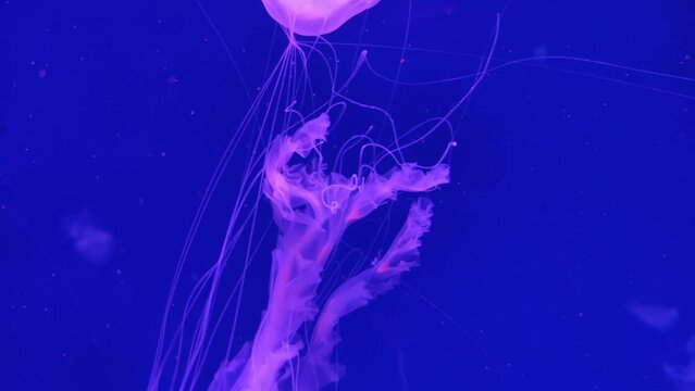Jellyfish 4K video footage, blur abstract background, marine video clip, sea nature medusa creature