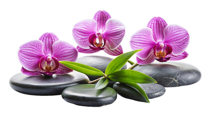 Three pink orchids and black stones close up. isolated on Transparent background.