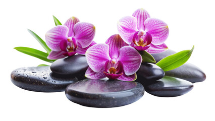 Fototapeta na wymiar Three pink orchids and black stones close up. isolated on Transparent background.