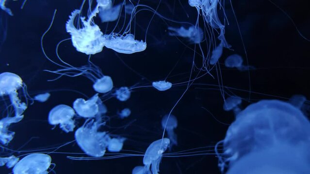 Jellyfish 4K video footage, blur abstract background, marine video clip, sea nature medusa creature - Powered by Adobe