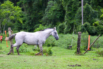 Obraz premium horses outdoors on a farm in Rio de Janeiro.