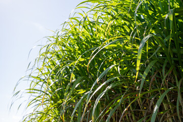 sugarcane sugar cane farm plantation, harvest agriculture food production, Queensland Australia, natural sweet nutrition energy diet intake