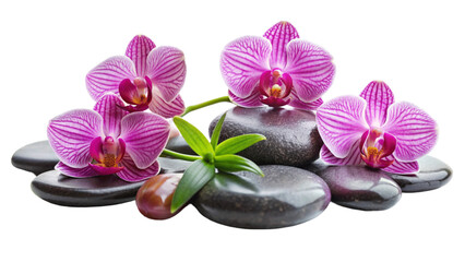 Naklejka na ściany i meble Three pink orchids and black stones close up. isolated on Transparent background.