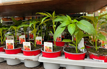 Chili pepper seedlings in pots at the garden center. Growing seedlings of different vegetables at...