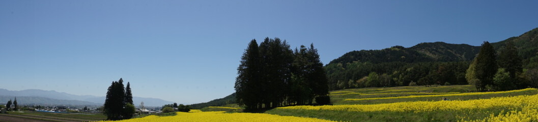 遠くに山が見える国営アルプスあづみの公園の菜の花畑（パノラマ）