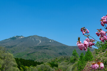 蔵王 長老湖　桜と新緑と残雪
