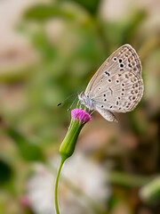 butterfly on a flower