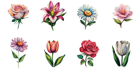 The picture shows a collection of wedding flowers painted with watercolor paints. This is part of a graphic set isolated on a white background that contains elements for design.