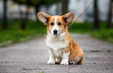 red corgi dog sitting on a path in the park