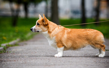 red corgi dog stands sideways on a path in the park