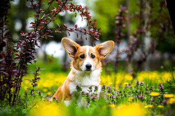 red corgi dog sitting in a clearing of dandelions