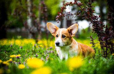 red corgi dog sitting in a clearing of dandelions