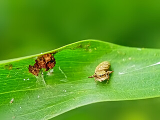 Jumping spider on green leaf 