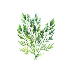dill vector illustration in watercolor style
