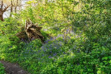 Bluebells at Bangor North Wales