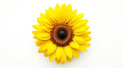 Sunflower in brilliant yellow, isolated on a white background