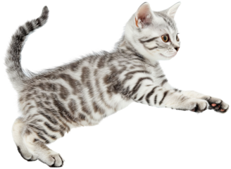 Cat jumping illustration PNG element cut out transparent isolated on white background ,PNG file ,artwork graphic design.