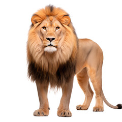 Portrait of a male adult lion, Panthera Leo standing full body, isolated on transparent background